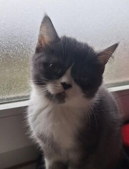 Ein Kitten sucht noch! - Saarlouis