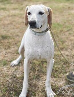 Pulcio - süßer Rüde - Würzburg