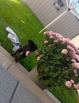 Jackrussel Pekinese Mischling 17.06.2025 - Emden