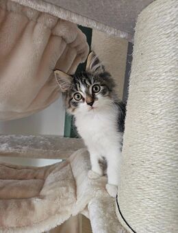 Zauberhafte Kitten suchen ihren Platz ✨️ - Sankt Sebastian