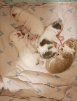 Zuckersüß BKH Kitten - Stollberg (Erzgebirge)