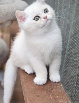 BKH JUNGE Yuki - Kamen