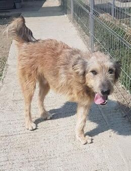 STROLCH- sanfter Rüde sucht eine Familie - Erfurt