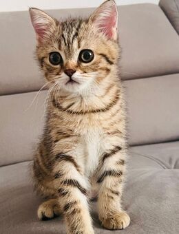 Bkh Kitten - Castrop-Rauxel