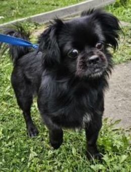 Winziges Pekinesenmädel Jessie.... - Mannheim