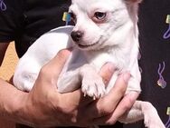 Chihuahua Raphael - ein kleiner Schatz! - Heinsberg