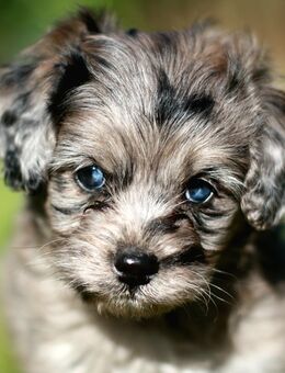 Cavapoo-Welpen Pudel x Cavalier merle Doodel mit Gesundheitszeugnis (Cockapoo, Cockerpoo, Maltipoo) - Weeze