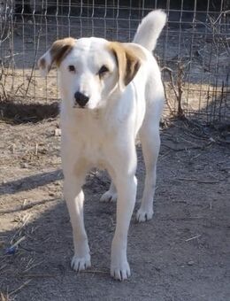 Hannes 50 cm - Alpenrod