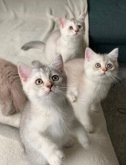 Bkh 4 Kitten - Werlte