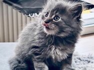 Maine coon Kitten, reinrassig, Blue und Blue-tabby - Scheinfeld