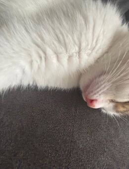 Kitten männlich sucht ein liebevolles Zuhause! - Altötting