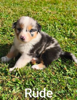 Australien Shepherd Mix Welpen - Hofbieber