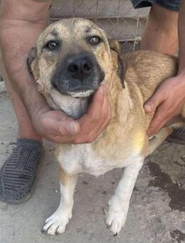 Luce Junghund mit Traumcharacter - Overath