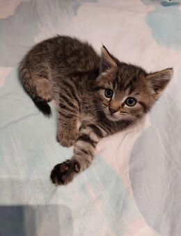 Mischlingskitten 1 kleiner Bube - Sassenburg