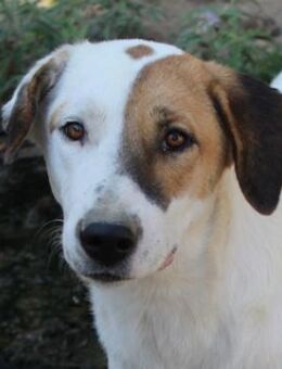 Akeila, geb. ca. 06/2023, lebt in GR - Markdorf