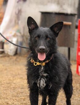Bendeguz-VA, sucht seinen sicheren Hafen - Neustadt (Rübenberge)