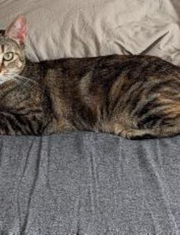 Rana - DIE Teamplayerin in der Katzen-WG - Balingen