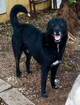 BLAKE - freundlich & intelligent........ - Kempen