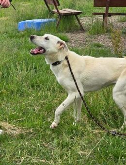 Gutmütig sehr sozial kinderlieb = MINA♥️ - München