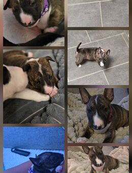 Süsse welpen aus einmaligem Wurf - Baesweiler