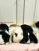 Zwergkaninchen Babys Minilop Zwergwidder in 81377