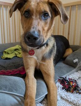 Hund Pino sucht souveränen Menschen - Amtzell