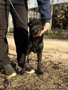 Leandra, Schnauzer-Mix (geb. 07/2024) - Pegnitz