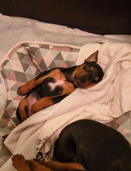 Pinschermix Welpen zu vermitteln - Bernau (Berlin)