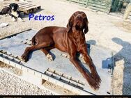 Petros - liebenswerter Pointer 01/17 GRC - Ruppertsecken