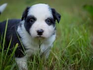 Border Collie Welpe - Gemünden (Main)