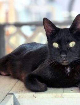 Hübsche, menschenbezogene Katze Cleo - Karlsruhe