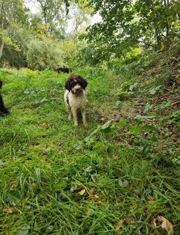 Lagotto Welpen - Mügeln
