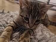 Süße Katzenbabys abzugeben - Bawinkel