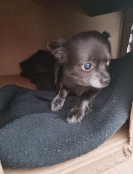 Hunde - Soest