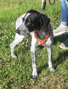 Toby sucht ein Zuhause - Voerde (Niederrhein) Zentrum