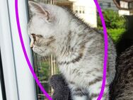 BKH kitten - Schwäbisch Gmünd Zentrum
