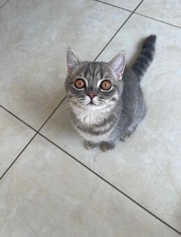 Bkh kitten Kater Katze tabby britisch kurzhaar grau Blue - Düsseldorf