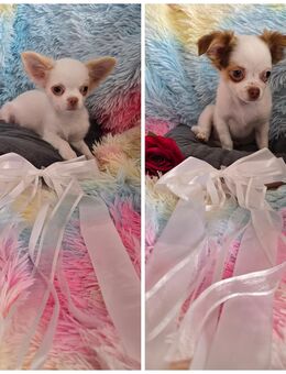 Reinrassige Chihuahua Welpen (Rüden) - Wetter (Hessen)