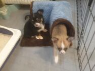 Chihuahua Welpen Langhaar Mädchen - Bedburg