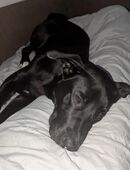 Mischlings Hund Enzo in 39340