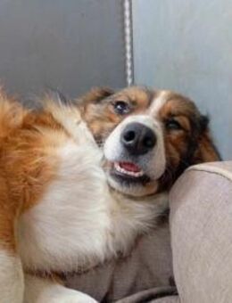 Kylo, schüchterner Hundemann, ca. 5 Jahr - Vaterstetten