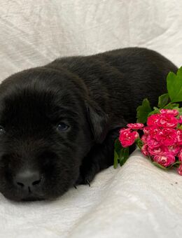 Reinrassige Labrador Welpen aus der Arbeitslinie - Waldeck (Hessen)