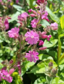 Rote Lichtnelke, Rotes Leimkraut (Silene dioica) - Horgenzell