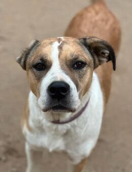 LUCINA - liebevolles Kraftpaket - Dänischenhagen