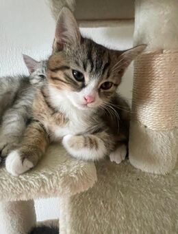 Baby Katzen zu verkaufen 🥰 - Schwäbisch Hall Zentrum