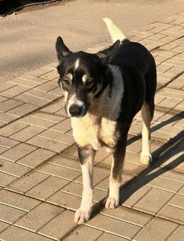 💛 RIKO 💛 - HOFFT AUF EIN HAPPY END! - Alfeld (Leine)