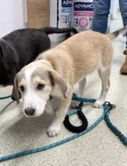 Unser kleiner Charmeur Dragosch - München