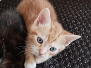 4 süße Kitten - Kätzchen - Rietberg Zentrum