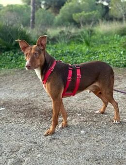 Koda ist sehr sozial und liebenswürdig - Tübingen