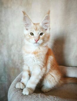 Maine Coon Kätzchen Reinrassige - München